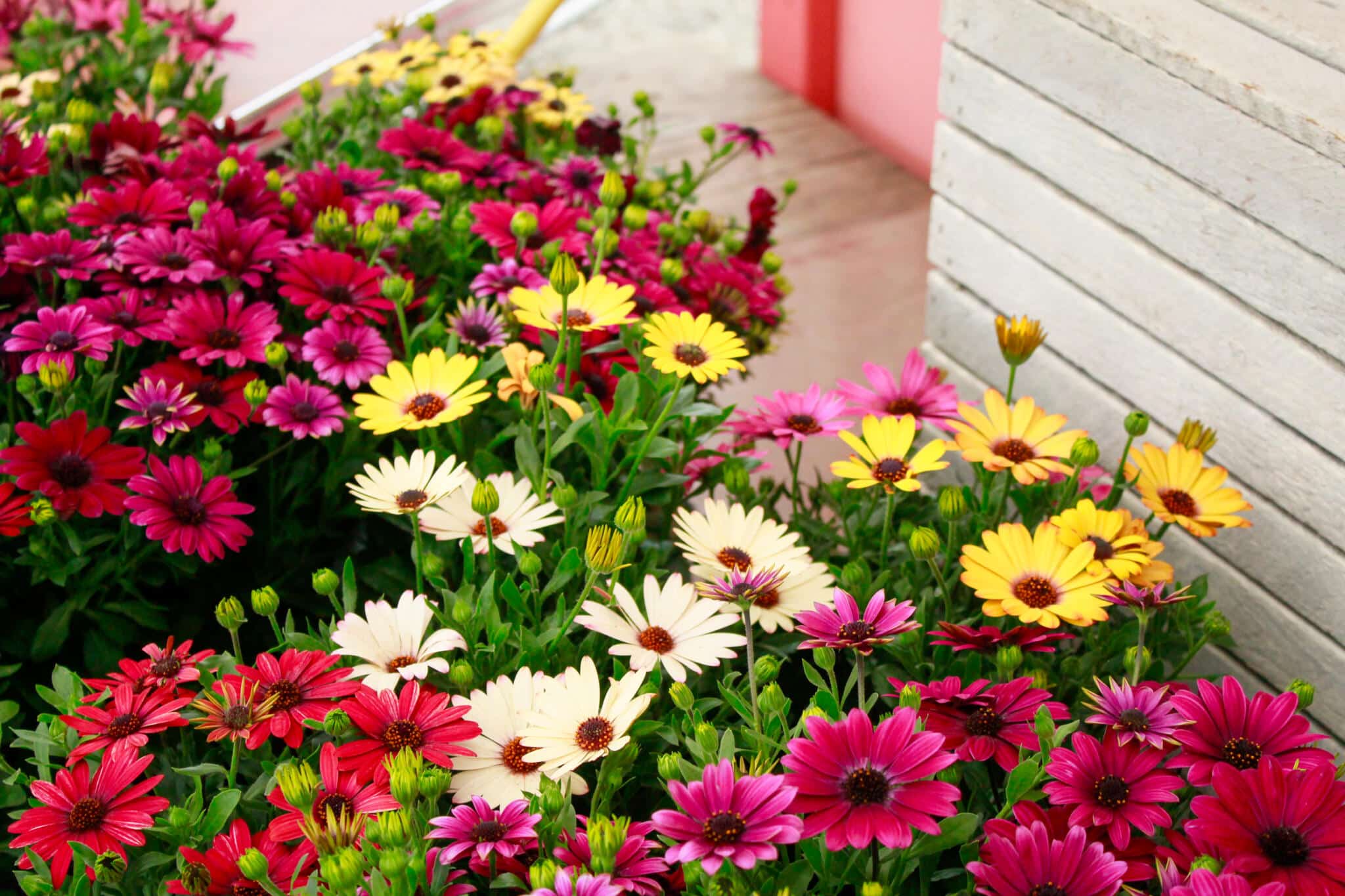 Greenhouse Floral Display Colourful display of mixed bright flowers including pink and yellow blooms inside The Watering Can greenhouse.
