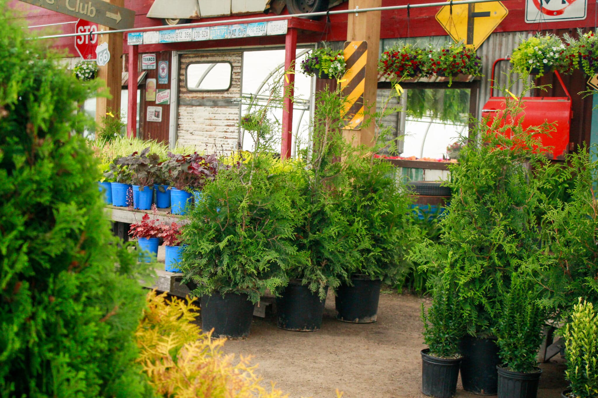 Outdoor Plant Display Area Outdoor retail plant display area at The Watering Can Flower Market in Vineland, Ontario.