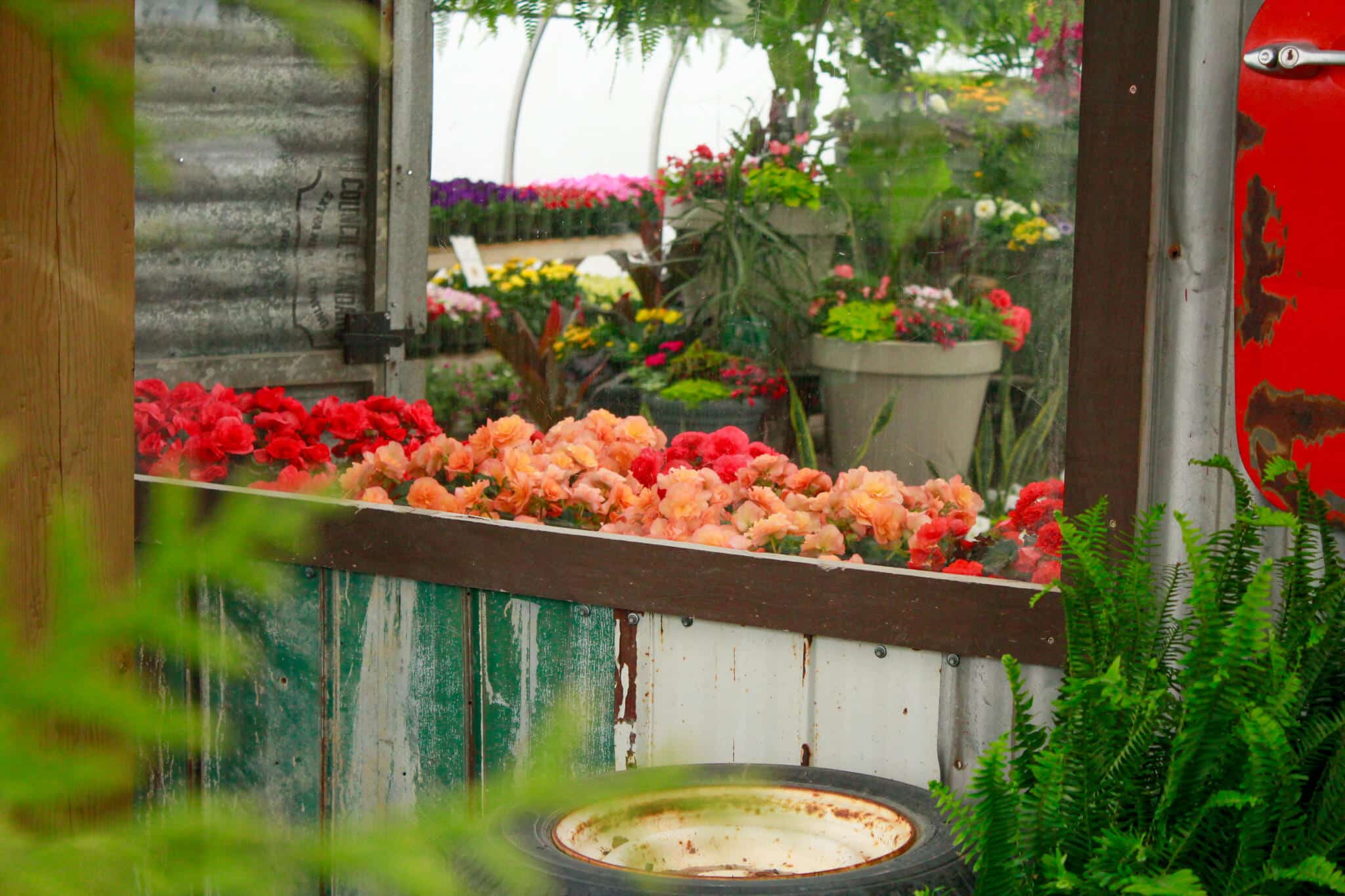 Greenhouse Entrance and Plant Display Red barn-style greenhouse entrance at The Watering Can with plants displayed on shelves in Vineland.