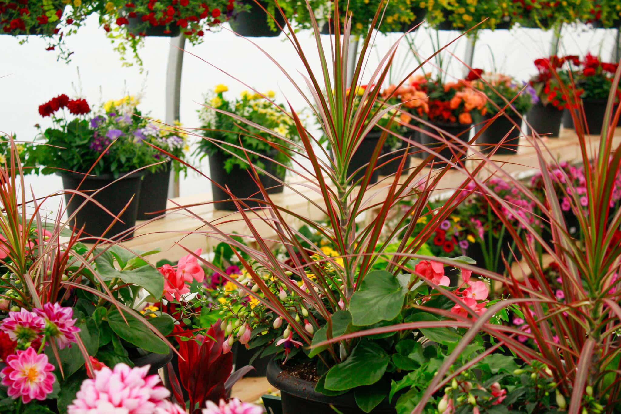 Greenhouse Interior with Hanging Plants Hanging basket plants and colourful tropicals on display inside The Watering Can greenhouse in Vineland.
