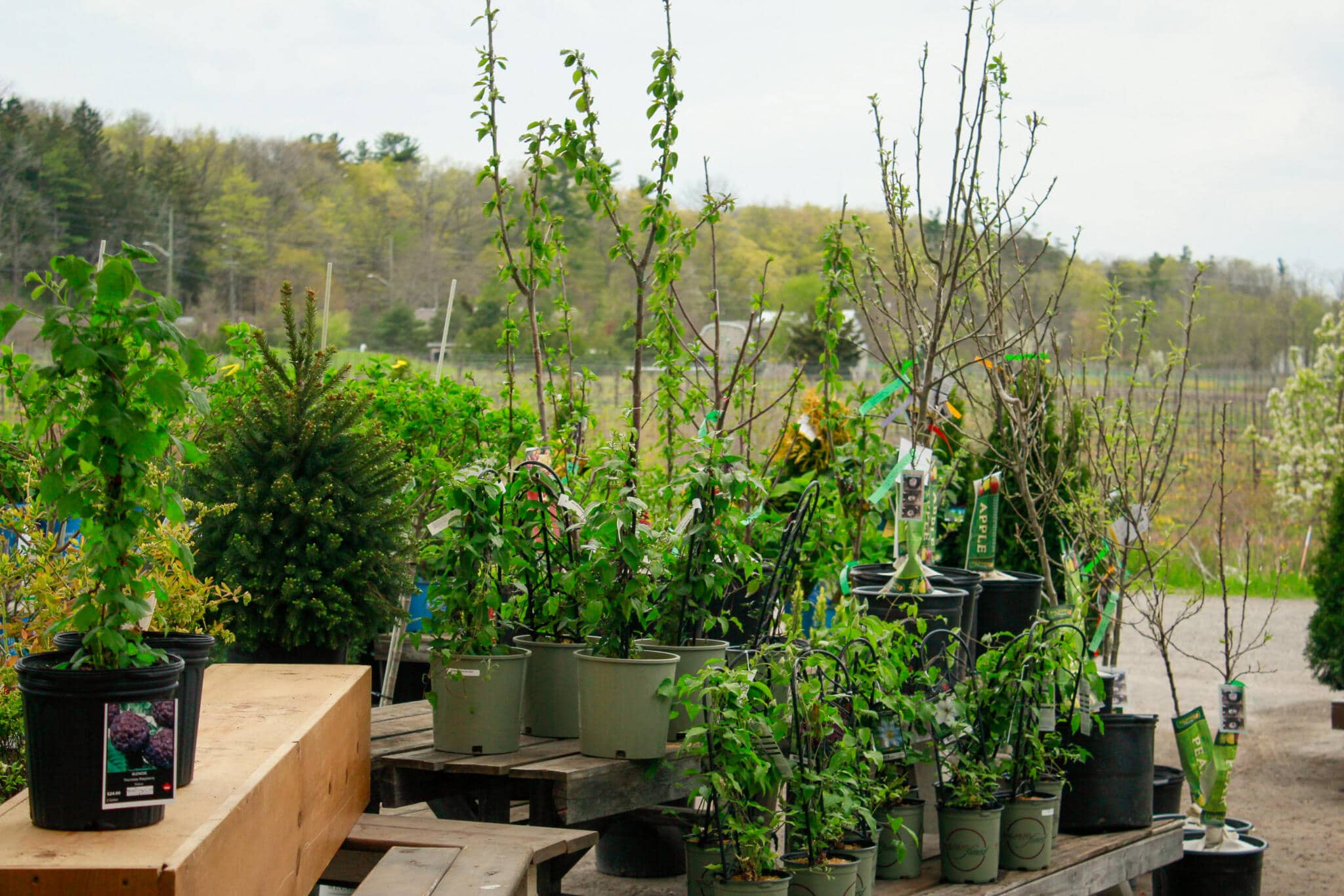 Outdoor Nursery Tree Selection Rows of deciduous trees for sale in the outdoor nursery area at The Watering Can Flower Market, Vineland, Ontario.