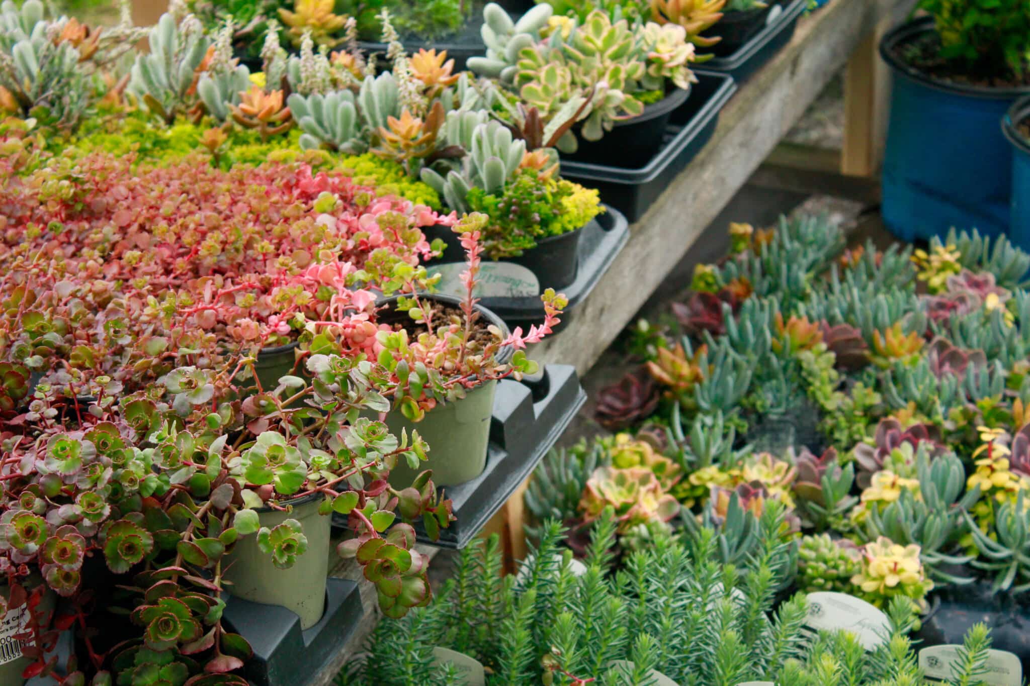 Greenhouse Interior Plant Display Lush interior of The Watering Can greenhouse with colourful plants arranged on tiered display shelves.