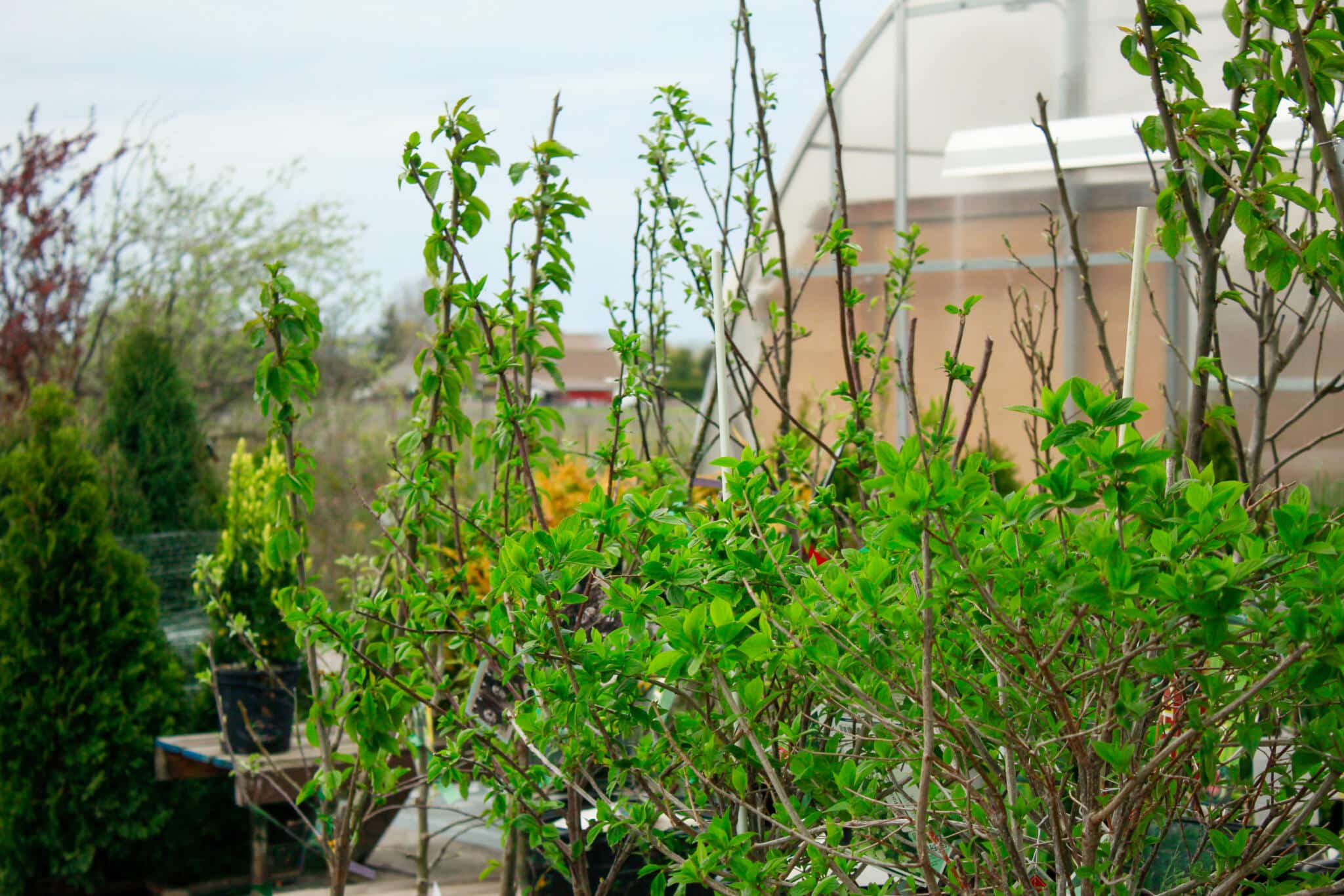 Outdoor Nursery Plant Selection Outdoor nursery at The Watering Can featuring large trees and shrubs for sale in Vineland, Ontario.
