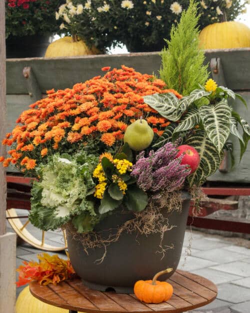 Fall Harvest Planter