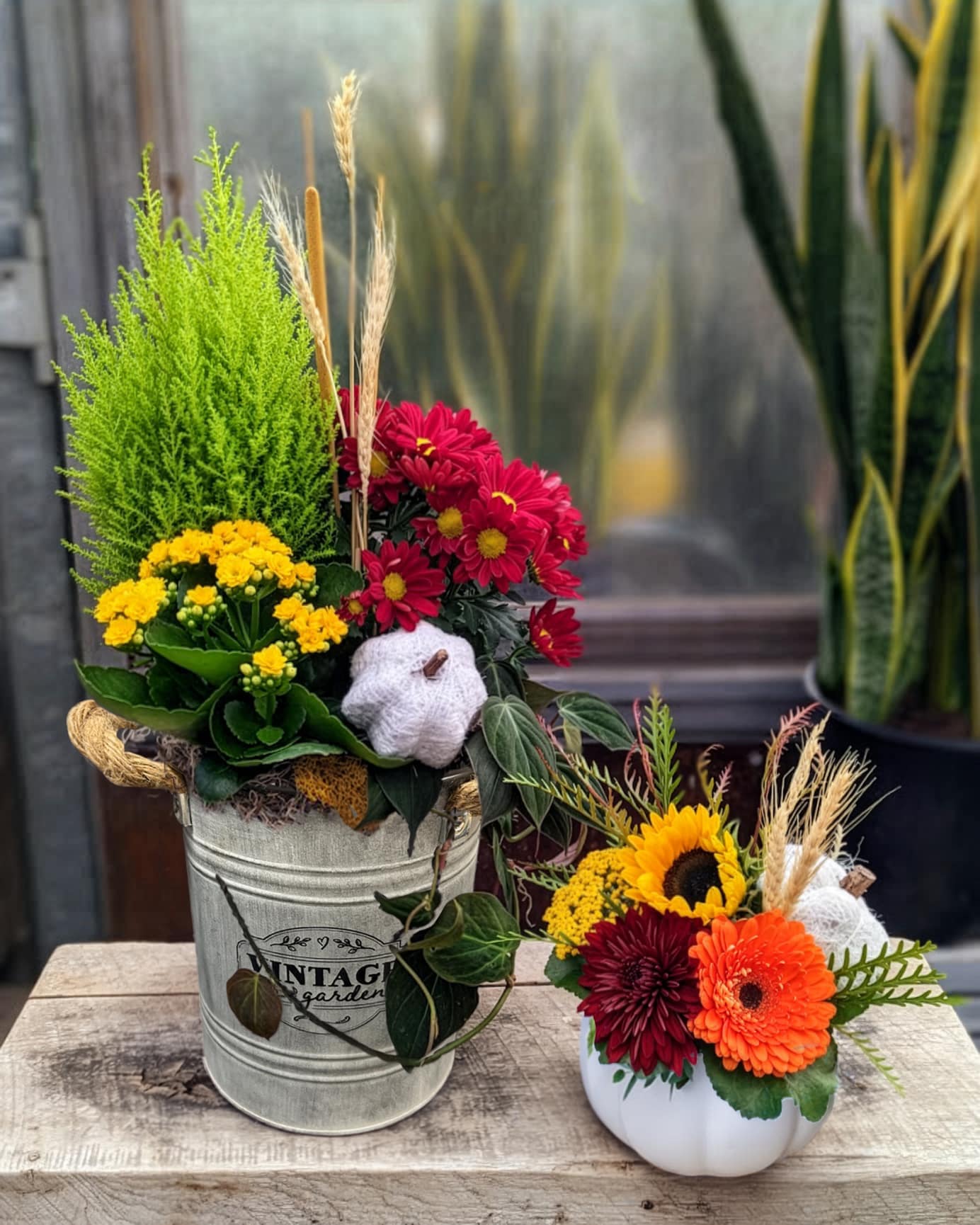 Two autumn arrangements — a galvanized tin bucket planted with heather, kalanchoe, and red mums, beside a white ceramic pumpkin vase with sunflower and gerbera — displayed in The Watering Can greenhouse.