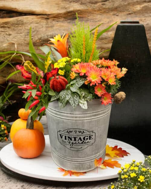 Shades of Autumn