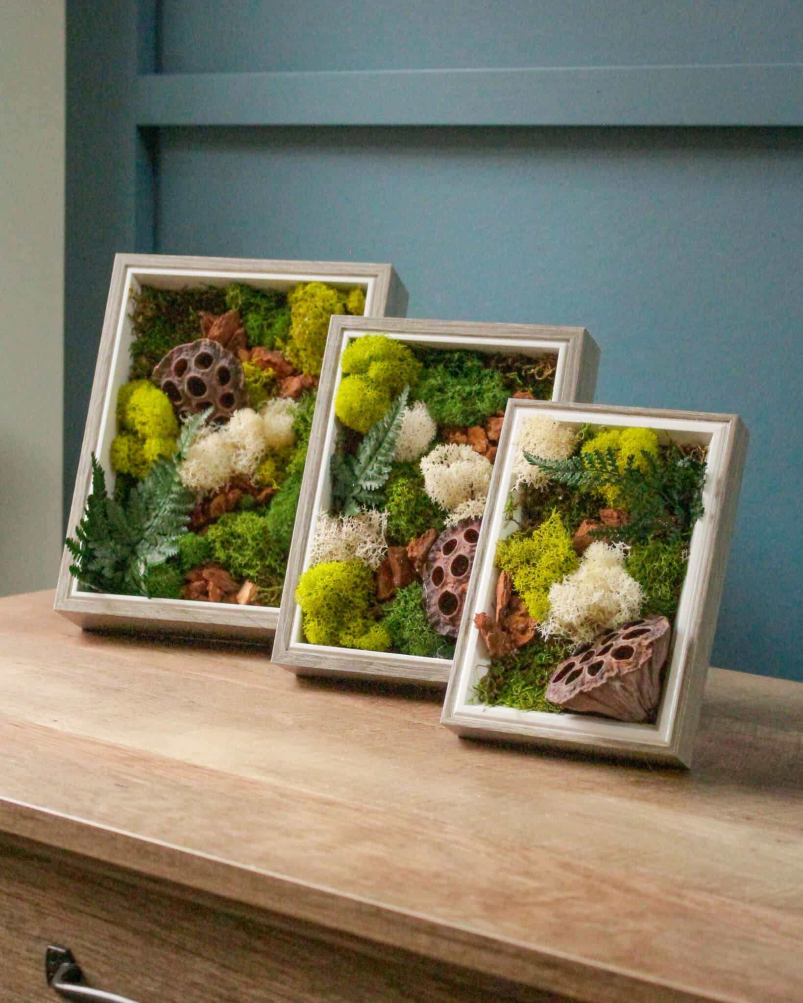 Three white wood-framed moss wall art panels in graduated sizes displayed on a wooden dresser against a teal wall, filled with preserved green and white mosses, dried ferns, and lotus seed pods.