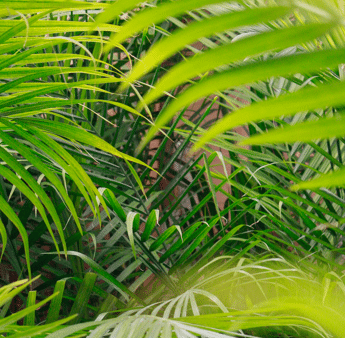 Lush tropical plants and greenery on display at The Watering Can greenhouse in Vineland.