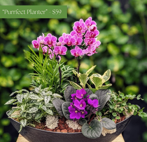 Promotional image of The Watering Can's Purrfect Planter, a $59 arrangement in a dark oval container featuring a pink orchid, purple African violet, polka dot plant, and trailing foliage.