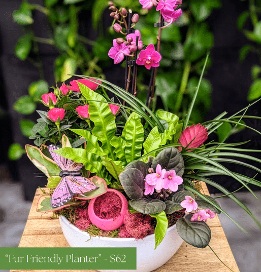 A promotional graphic showcasing The Watering Can's Fur Friendly Planter — a lush mixed arrangement of pet-safe plants in a white ceramic bowl priced at $62, featuring a pink orchid, African violets, tropical foliage, and a decorative butterfly pick.