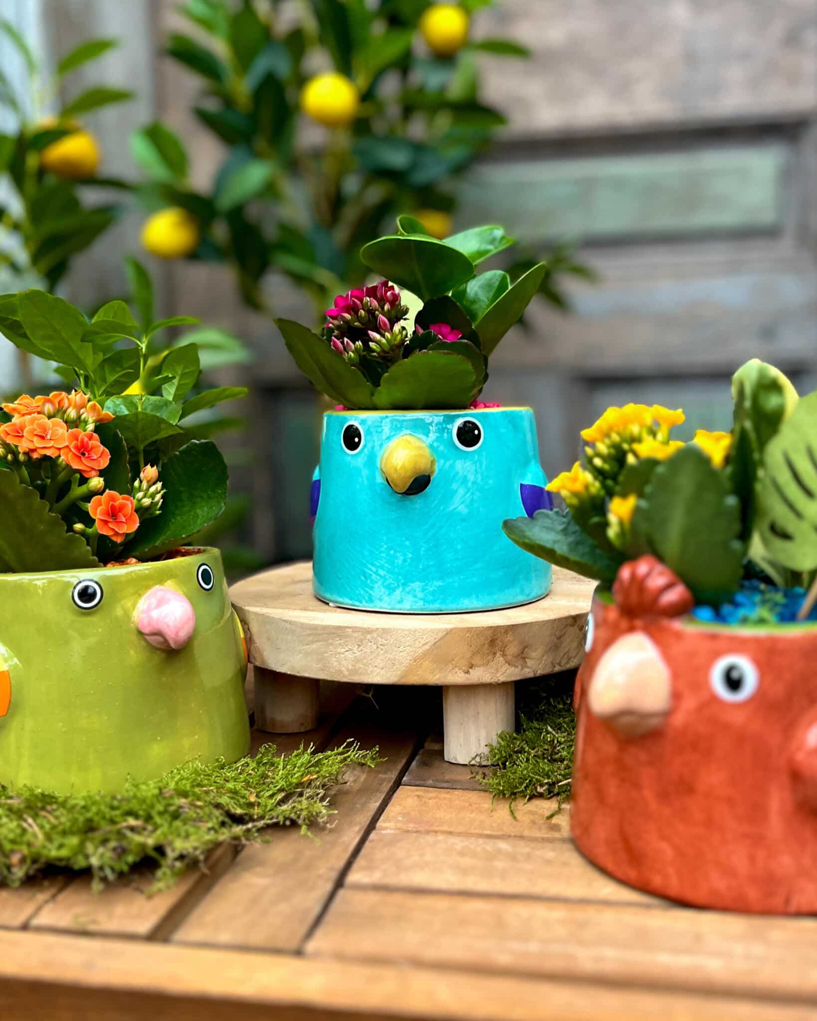 A close view of three hand-painted bird planters in green, turquoise, and orange, planted with kalanchoe in pink, magenta, and yellow.