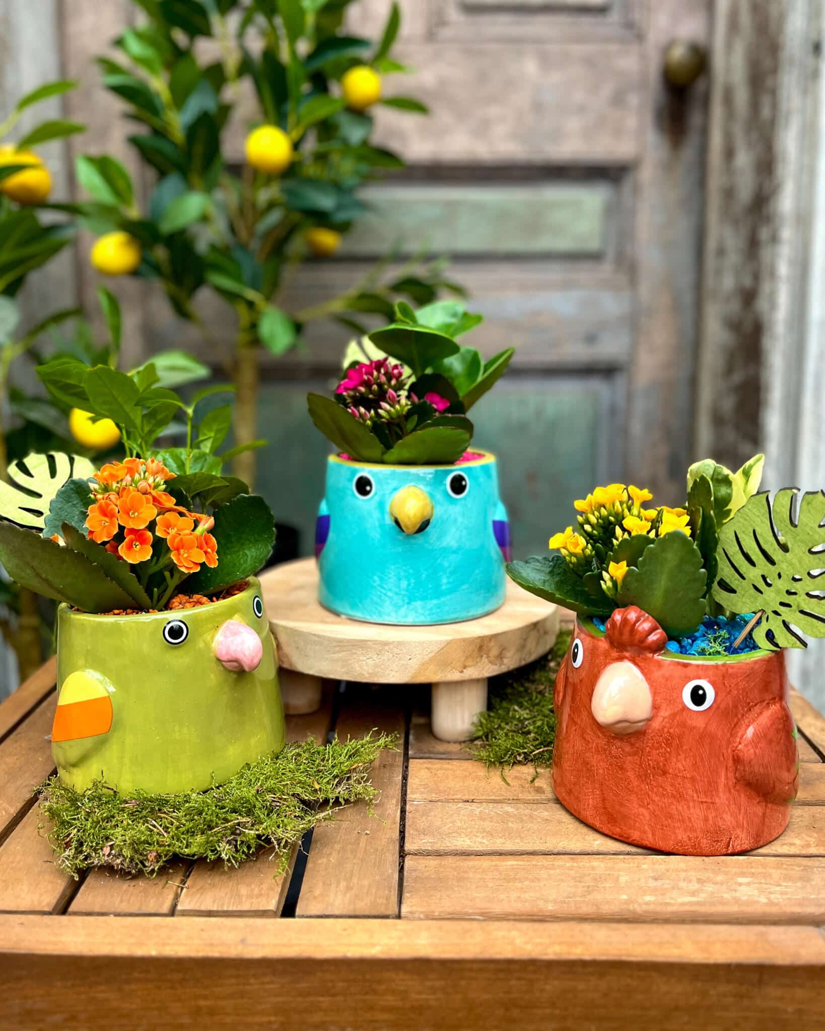 Three whimsical hand-painted bird-shaped ceramic planters in green, turquoise, and terracotta, each holding blooming kalanchoe and foliage, styled with a lemon tree behind.