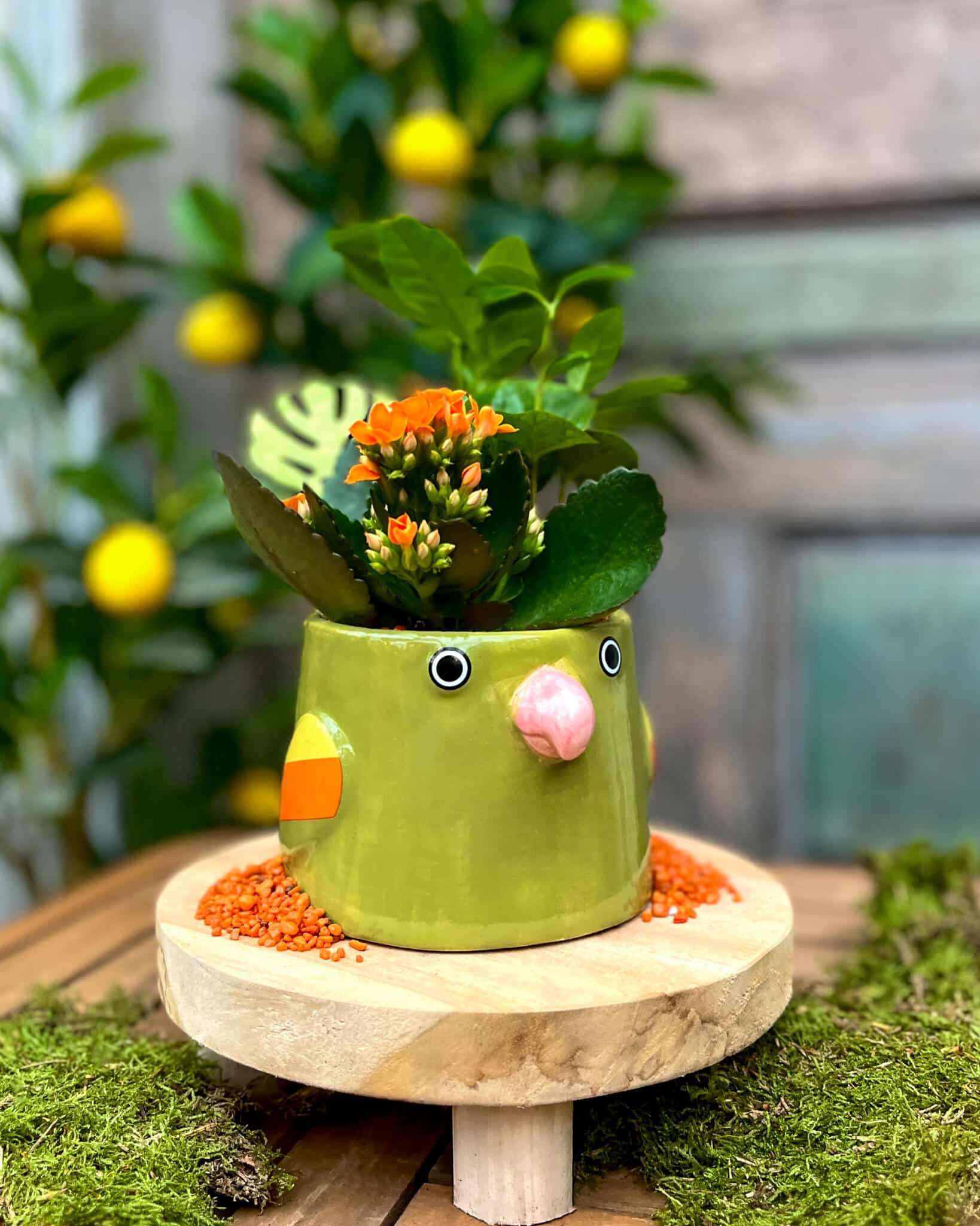 A green hand-painted ceramic bird planter with a pink beak holding orange kalanchoe, on a wood riser with lemon trees behind.