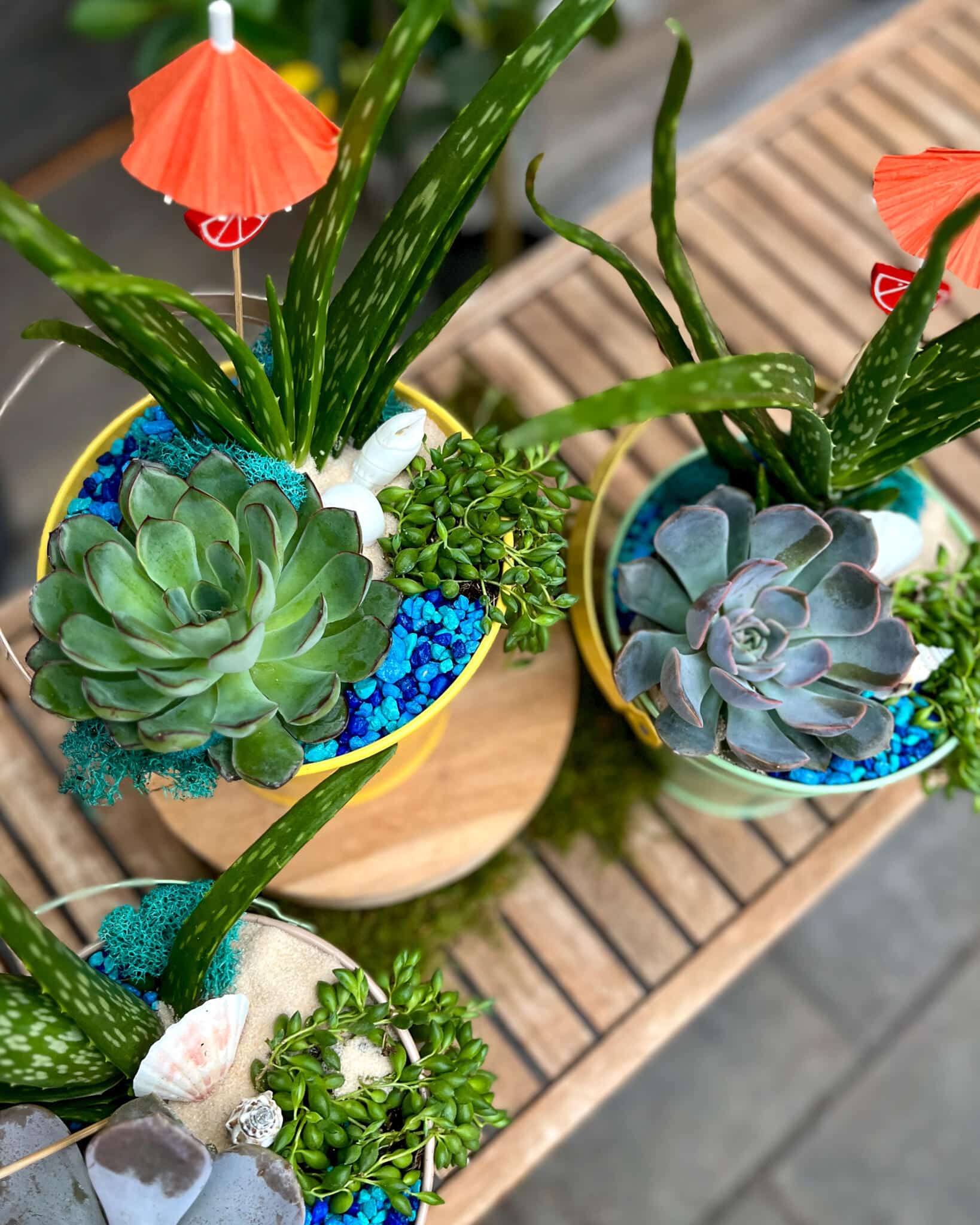 A top-down view of several beach-themed succulent pails showing rosette succulents, aloe, blue glass pebbles, and cocktail umbrellas.