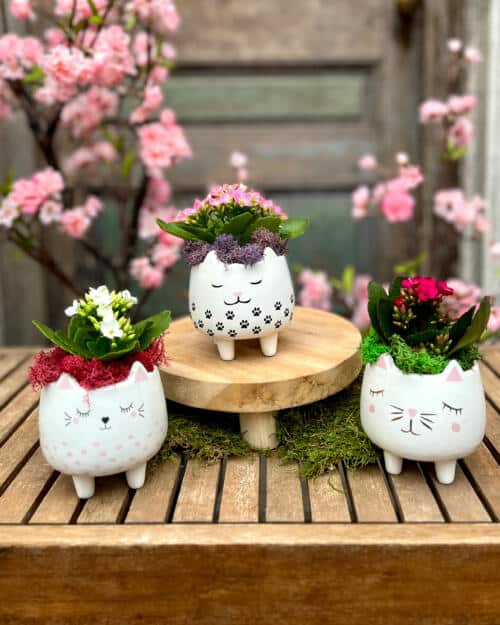 Cat-tastic Planters