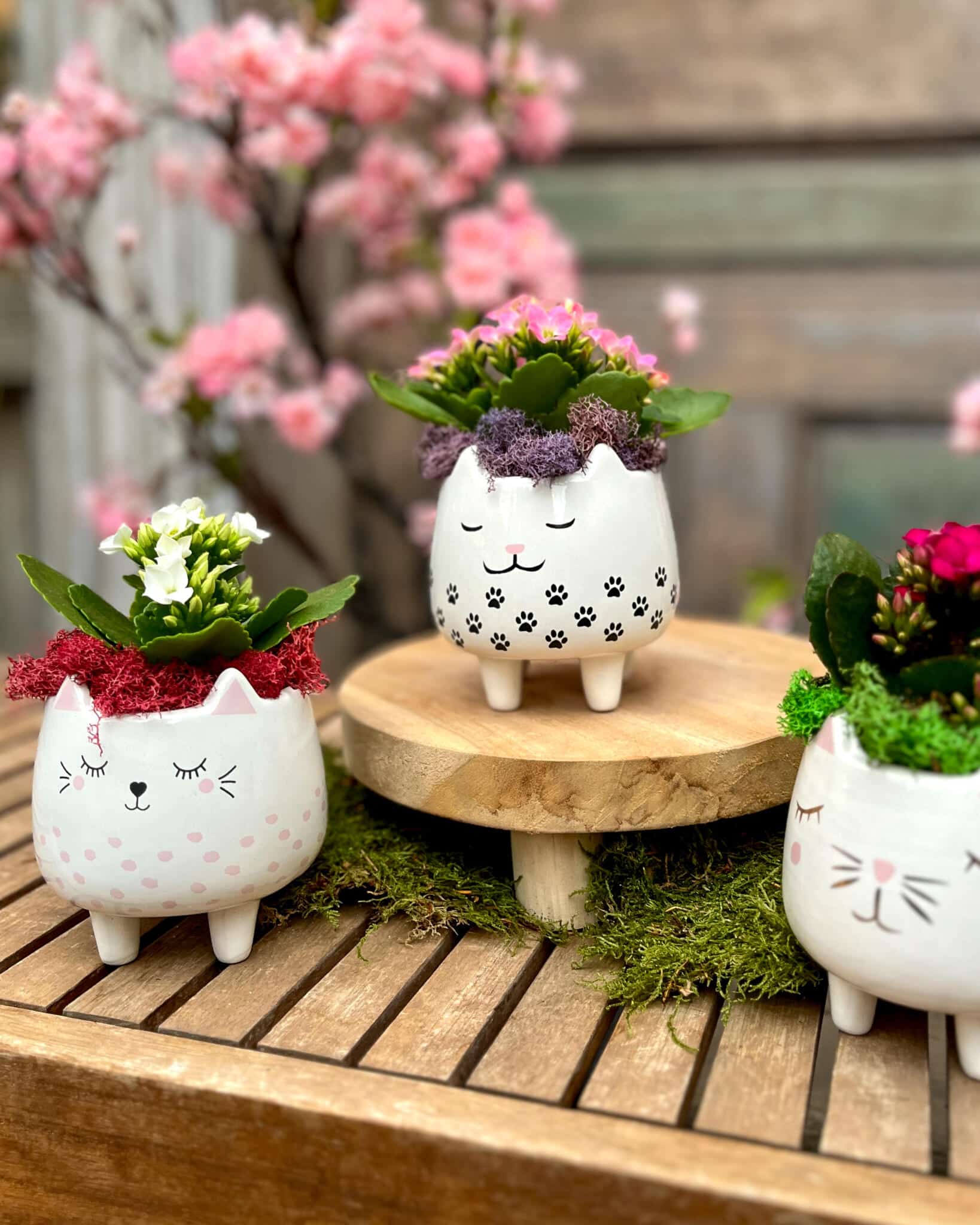 Three white cat-face planters holding white, magenta, and pink kalanchoe, styled with cherry blossoms on a wooden bench.