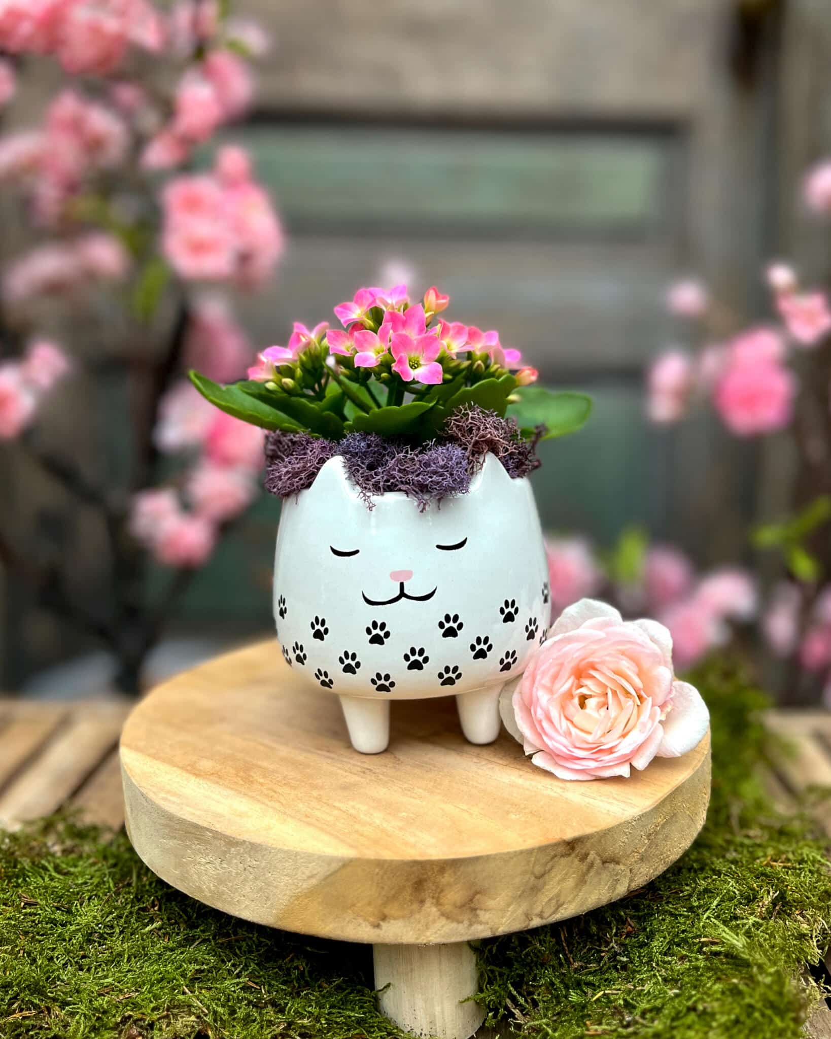 A white cat-face planter with black paw prints holding pink kalanchoe and purple moss, set among spring blossoms.
