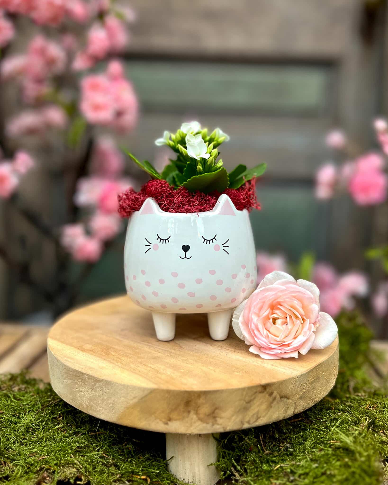 A white polka-dot cat-face planter holding white kalanchoe with burgundy moss, styled with blossoms and a pink rose.
