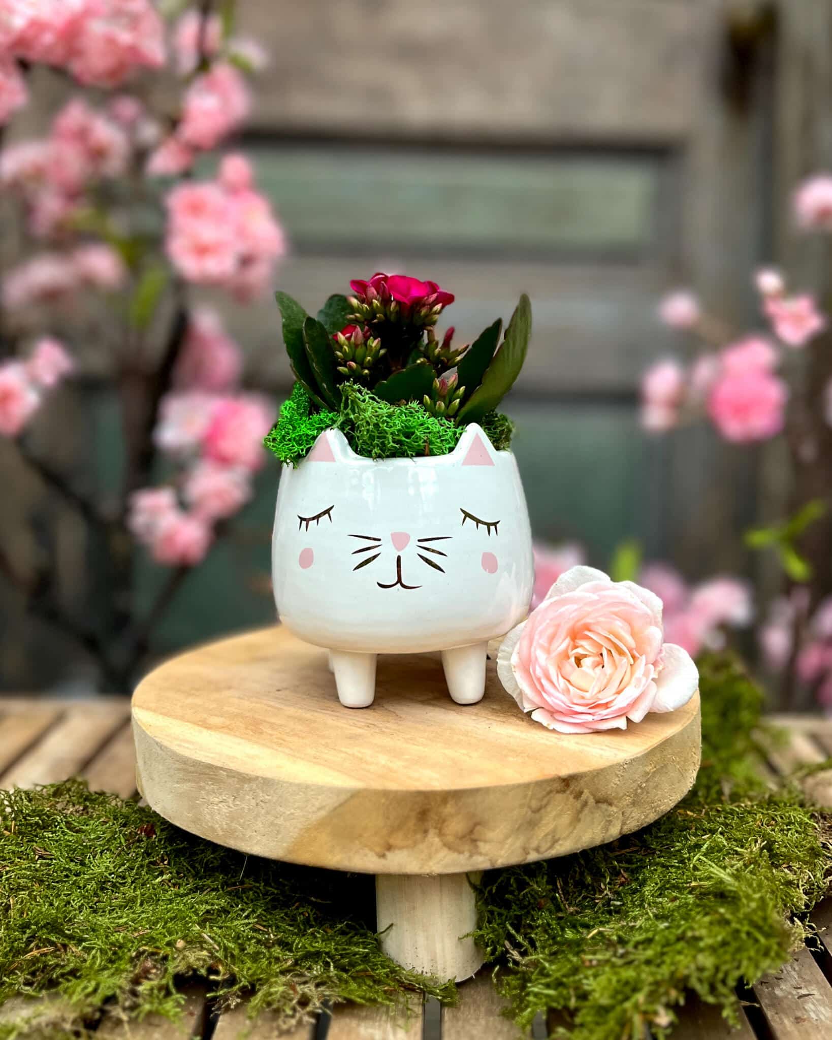 A white cat-face planter of magenta kalanchoe styled with pink cherry blossoms and a pale rose on a wooden riser.