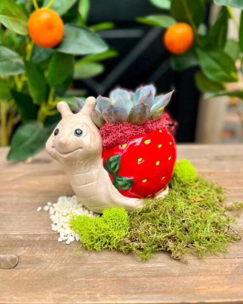 Front view of a tan ceramic snail planter with a red strawberry-patterned shell, holding a blue-green rosette succulent and red preserved moss, on a wooden surface in the greenhouse.