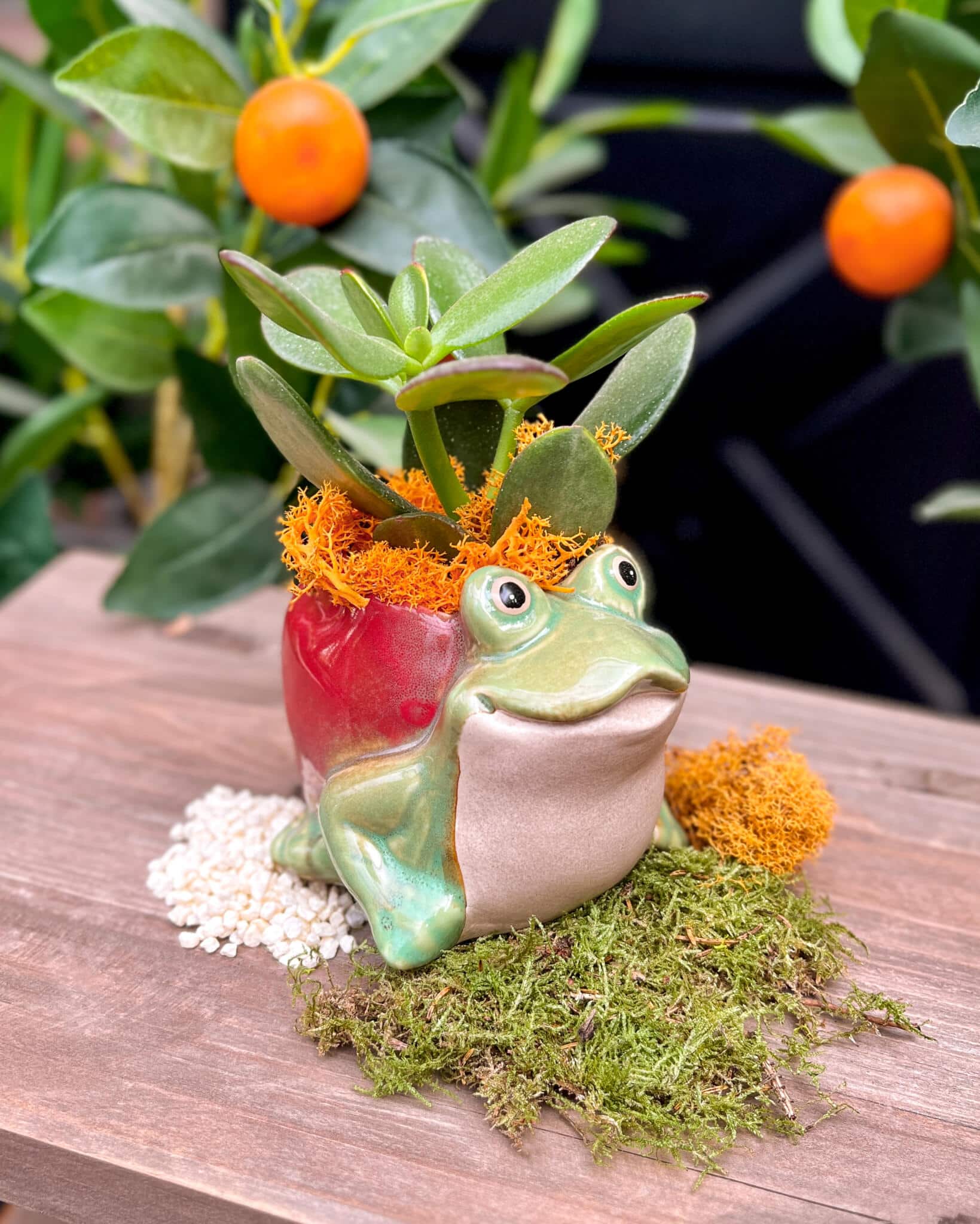 A green ceramic frog-shaped planter with a smiling face, planted with a rounded-leaf succulent and orange preserved moss, on a wooden table in the greenhouse.