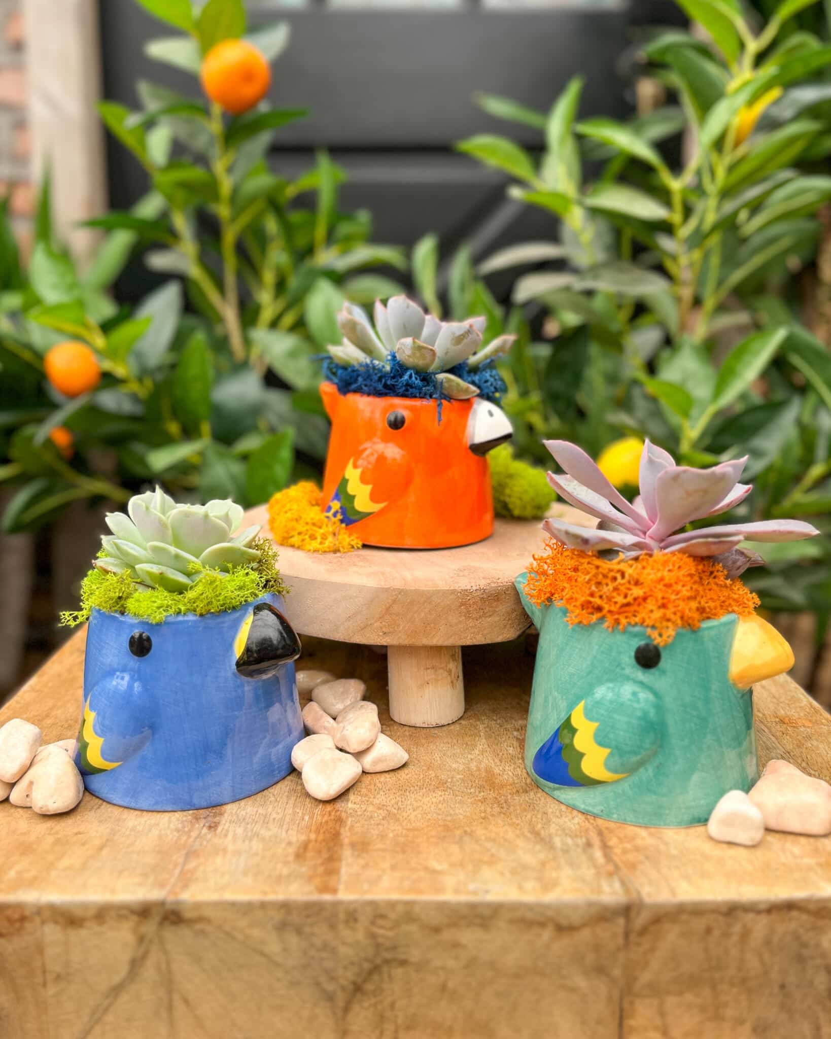 Three bird-shaped ceramic planters in blue, orange and teal, each planted with a succulent and moss, grouped on wood in the greenhouse.