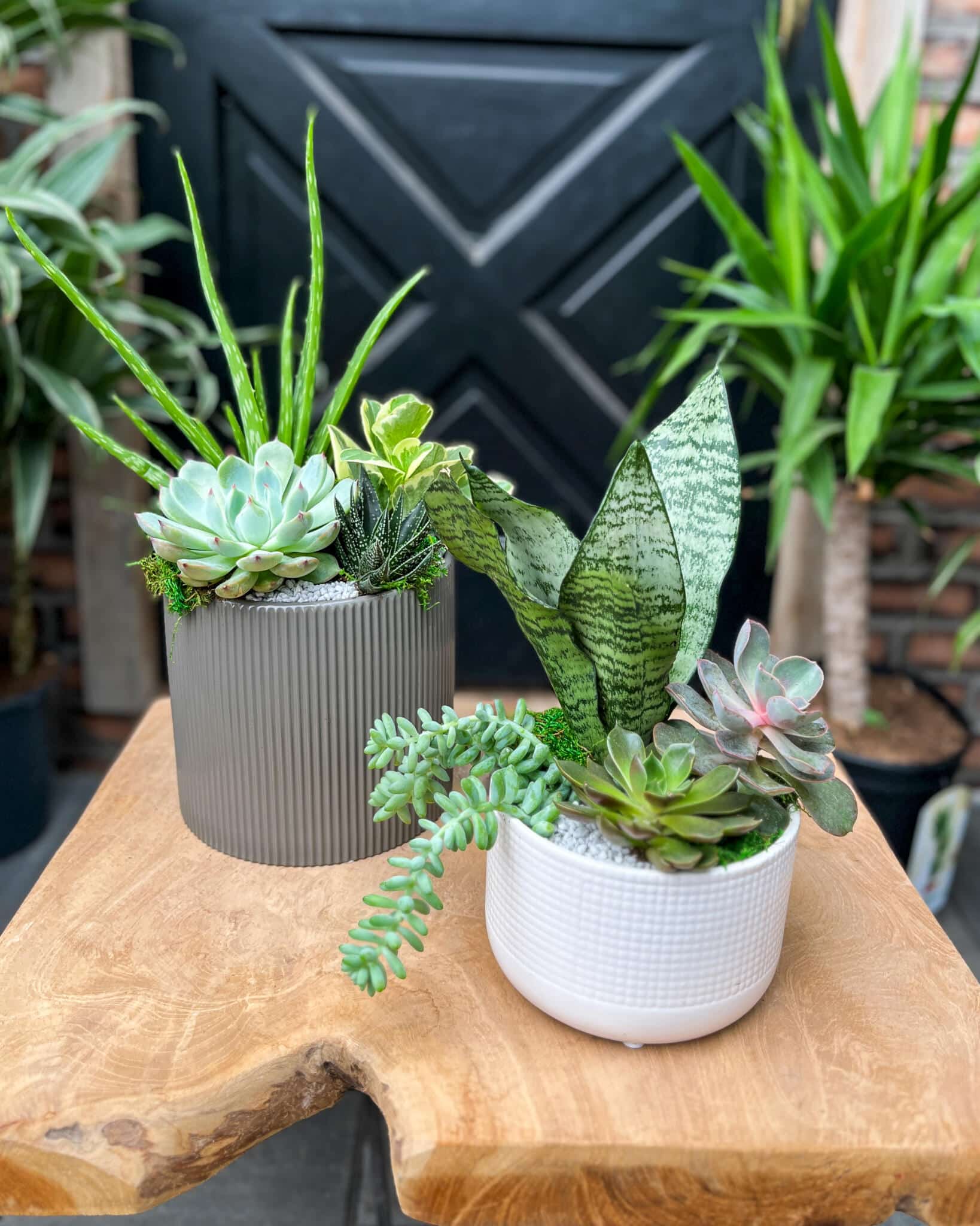 Perfectly Paired Succulents - Image 2