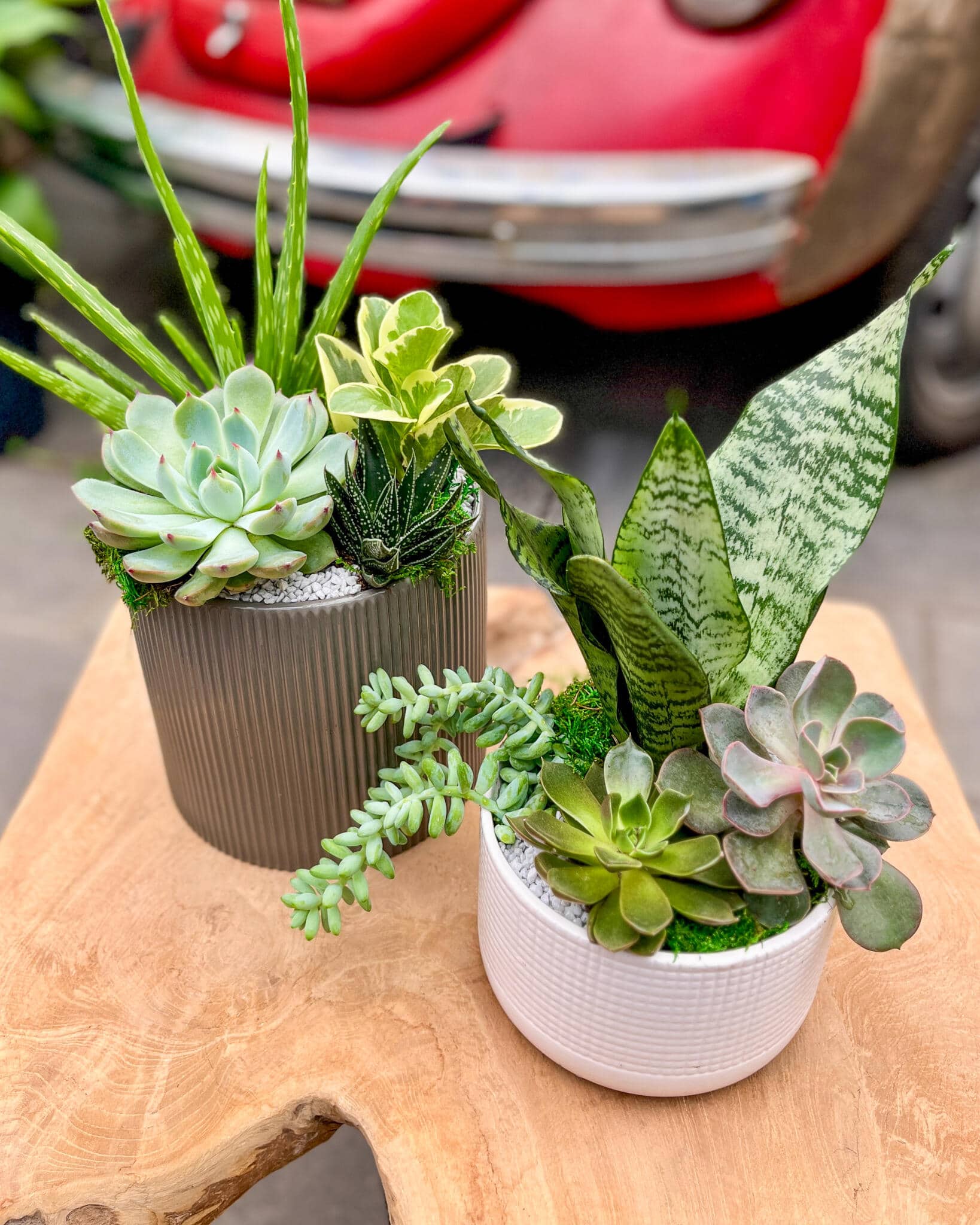 Perfectly Paired Succulents