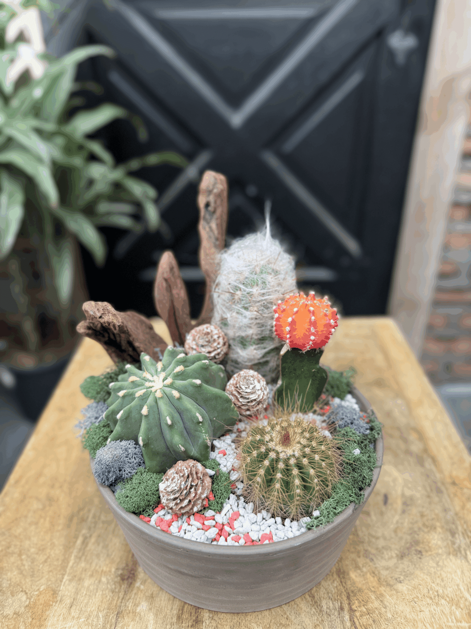 Cactus Cove
