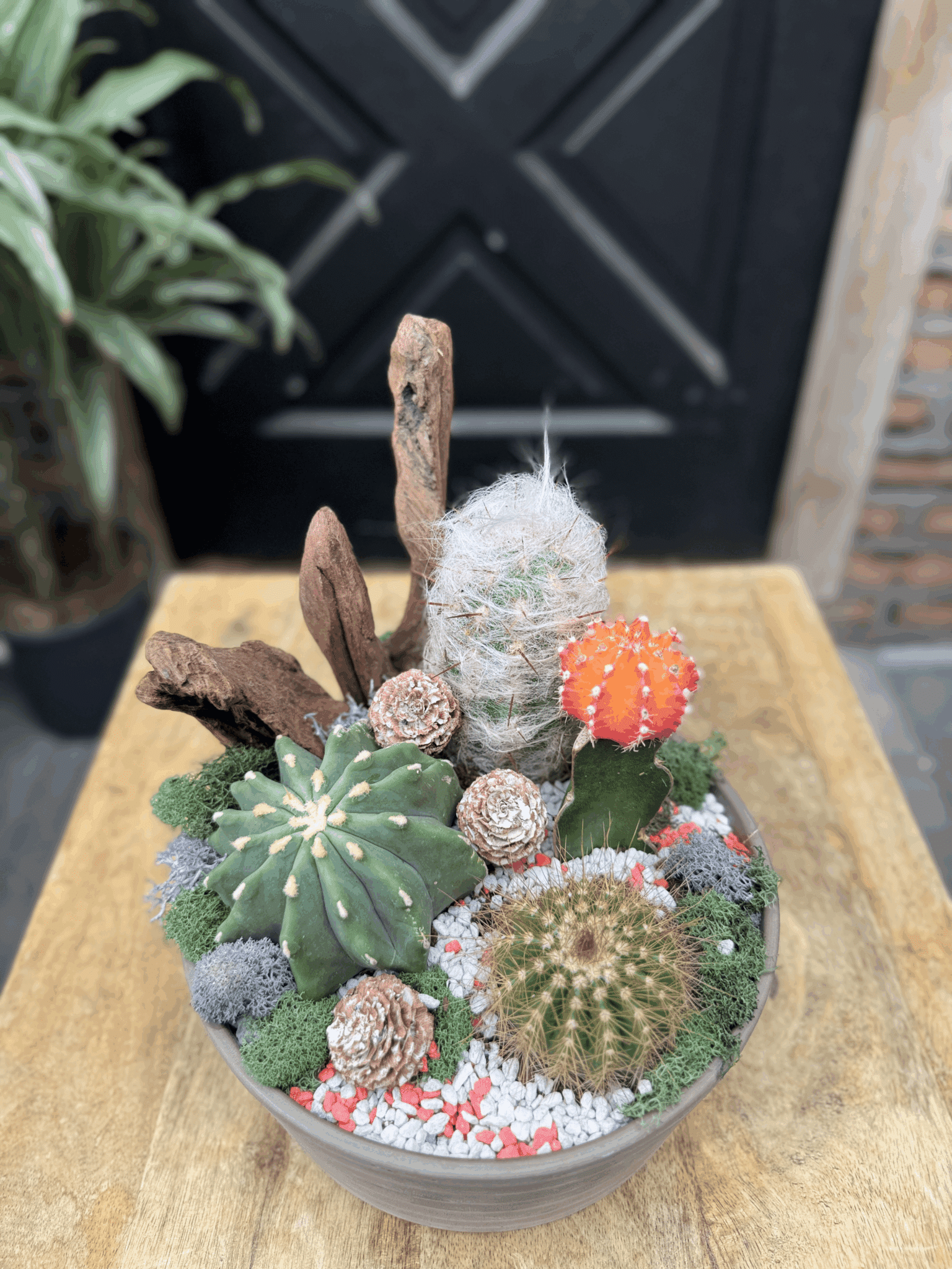 Cactus Cove - Image 2