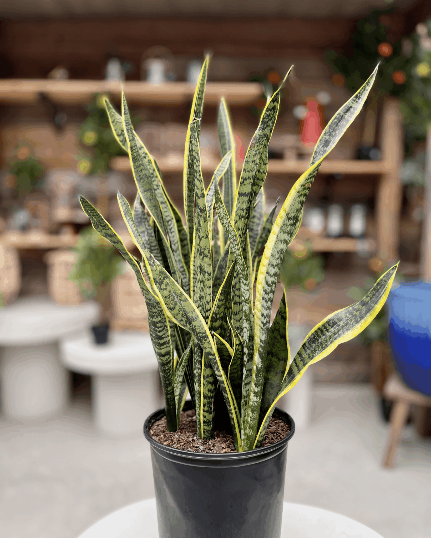 10" Snake Plant "Laurentii" Special
