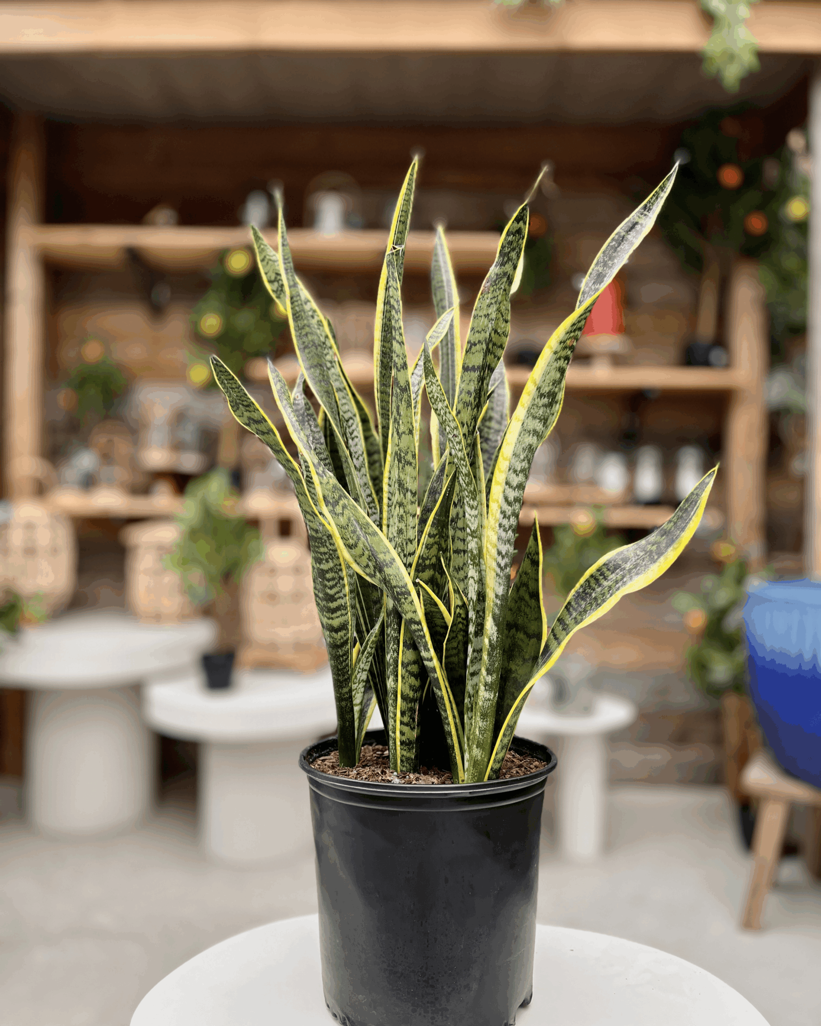 10" Snake Plant "Laurentii" Special - Image 2