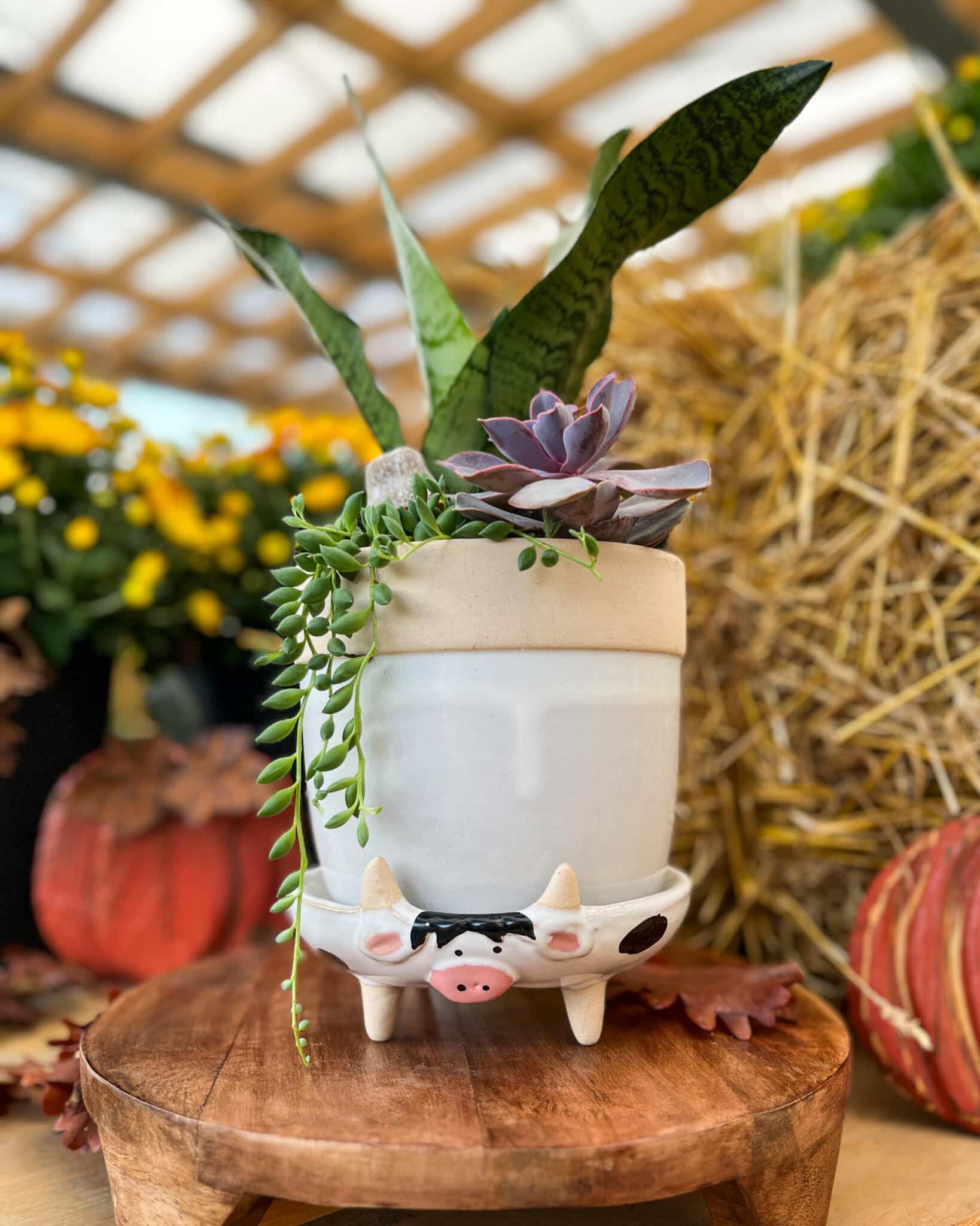 Succulent Sidekicks - Image 3
