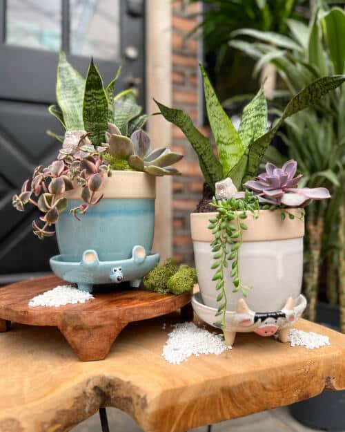 Succulent Sidekicks