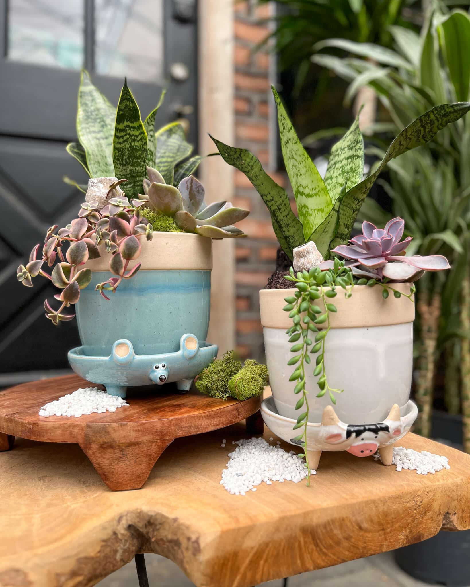 Succulent Sidekicks