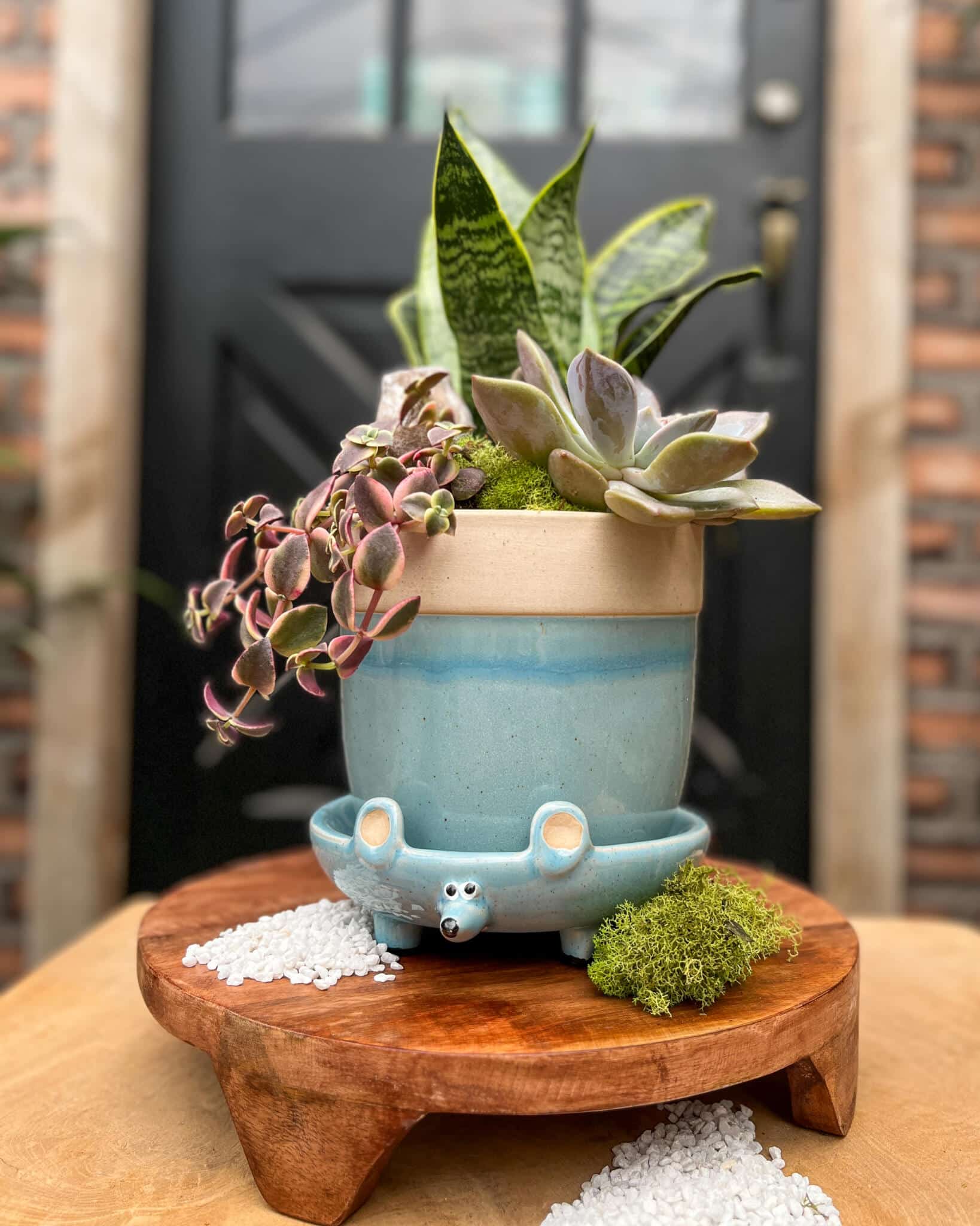 Succulent Sidekicks - Image 2